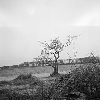bosc, planta, arbre, naturalesa, terra, a l'aire lliure, sòl, vegetació, tronc de l'arbre, aigua, arbust, analògic, format mig, fotografia de pel·lícula, escaneig de pel·lícules, 120 mm, herba, desert, paisatge, fusta, cel, arbre nu, tranquil·litat, cap gent, camp, escena tranquil·la, medi ambient, escenics - natura, dia, bellesa a la natura, escena no urbana, aïllat, 2K, CC0, domini públic, lliure de regalies