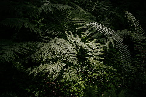 piante verdi, pianta, albero, crescita, colore verde, natura, nessuno, felce, bellezza nella natura, foglia, parte vegetale, foresta, la tranquillità, giorno, terra, fotogramma intero, avvicinamento, fogliame, all'aperto, sfondi, Pino, albero di conifere, albero sempreverde, le foglie, abete, 2K, CC0, dominio pubblico, privo di copyright