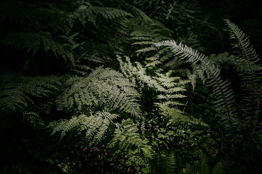 piante verdi, pianta, albero, crescita, colore verde, natura, nessuno, felce, bellezza nella natura, foglia, parte vegetale, foresta, la tranquillità, giorno, terra, fotogramma intero, avvicinamento, fogliame, all'aperto, sfondi, Pino, albero di conifere, albero sempreverde, le foglie, abete, 2K