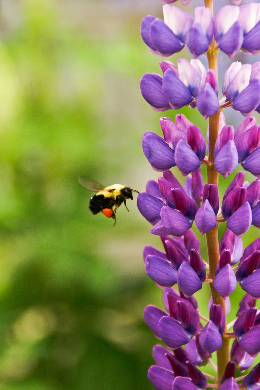 Vespa, abella, stinger, ales, insecte, porpra, flor, naturalesa, planta amb flors, invertebrat, bellesa a la natura, animals a la natura, fauna animal, fragilitat, temes d'animals, planta, vulnerabilitat, un animal, pètal, animal, creixement, frescor, cap de flor, primer pla, polinització, cap gent, Abellot, 4K