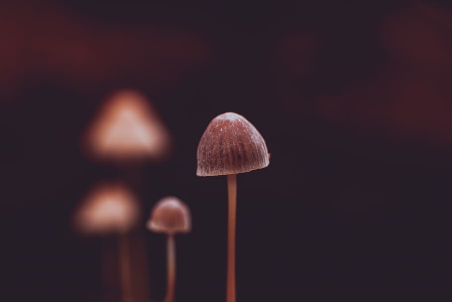 brauner Pilz, Nahansicht, Studioaufnahme, keine Leute, drinnen, Pilz, Fokus auf den Vordergrund, Holz - Material, schwarzer Hintergrund, Gemüse, farbiger Hintergrund, Essen und Trinken, Lebensmittel, rot, Frische, drei Objekte, selektiver Fokus, weiße Farbe, Gruppe von Objekten, Stillleben, Aggression, 5K