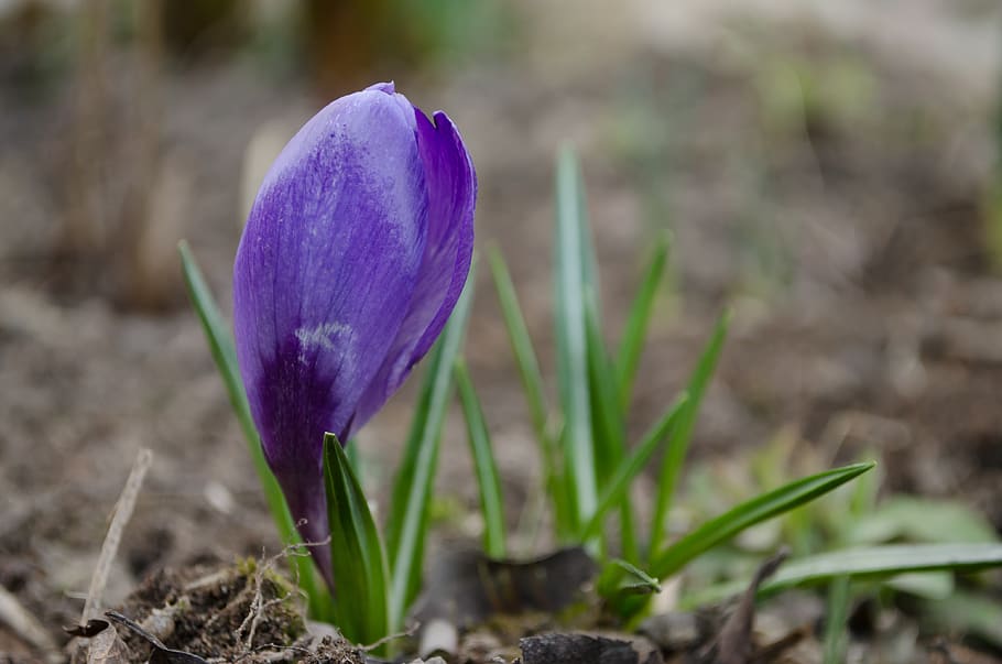 safrà, flor, primavera, primula, porpra, planta amb flors, planta, creixement, bellesa a la natura, vulnerabilitat, fragilitat, frescor, naturalesa, pètal, primer pla, terra, iris, camp, dia, centrar-se en primer pla, cap de flor, cap gent, a l'aire lliure, 4K