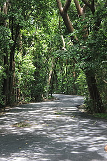 parco, alberi, sentiero, percorso tra gli alberi, camminare, natura, verde, foresta, all'aperto, sfondo, albero, pianta, crescita, la tranquillità, direzione, bellezza nella natura, nessuno, giorno, la strada davanti, strada, tronco d'albero, mezzi di trasporto, tronco, scena tranquilla, colore verde, terra, scenics - natura, acqua corrente, fluente, 5K, CC0, dominio pubblico, privo di copyright