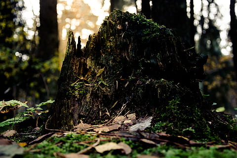 escorça d'arbre marró, arbre, flora, monstre de l'arbre, bosc, conífera, planta, molsa, llum solar, naturalesa, fusta, heura, bokeh, full, monyó, vegetació, a l'aire lliure, selva tropical, terra, arbust, sòl, enfocament selectiu, creixement, tronc de l'arbre, tronc, cap gent, primer pla, dia, centrar-se en primer pla, tranquil·litat, material de fusta, escorça, aspre, part de la planta, nivell superficial, fulles, 5K, CC0, domini públic, lliure de regalies
