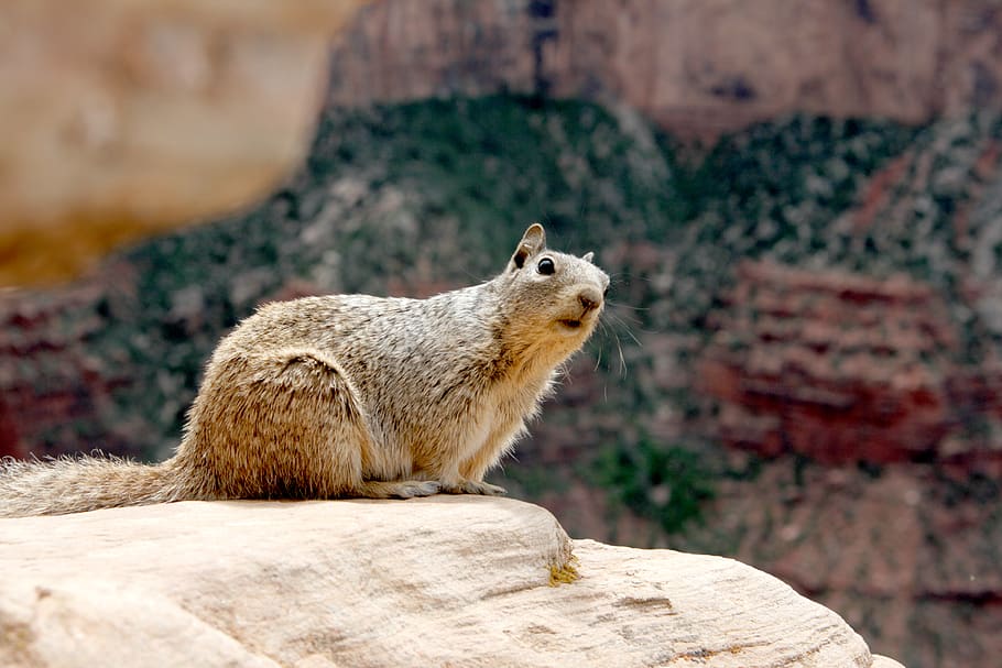 marró, esquirol, rock, animal, mamífer, rosegador, parc nacional del gran canyó, Estats Units, naturalesa, jaguar, pantera, vida salvatge, lleopard, mascota, gat, muntanya, a l'aire lliure, Gran Canó, de peu, Serra, penya-segat, un animal, temes d'animals, fauna animal, animals a la natura, centrar-se en primer pla, cap gent, vertebrats, rock - object, sòlid, dia, primer pla, assegut, ardilla, mirant, vista del perfil, 4K