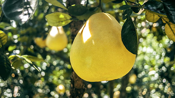 frutto di pera, pianta, agrumi, cibo, frutta, pompelmo, produrre, pomelo, durian, jackfruit, Brie, Limone, fagiolo, verdura, lenticchia, Kiwi, odorare, germogli di fagioli, germoglio, rucola, Pera, albero, giallo, crescita, concentrarsi sulle conoscenze acquisite, foglia, avvicinamento, nessuno, albero di limoni, mangiare sano, parte vegetale, albero da frutta, cibo e bevande, natura, freschezza, giorno, ramo, all'aperto, maturo, 2K, CC0, dominio pubblico, privo di copyright