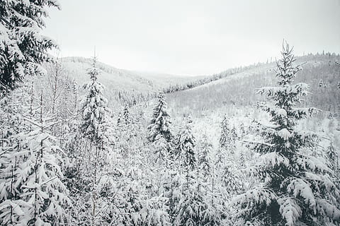 neu, cobert, pins, arbre, planta, avet, abies, conífera, naturalesa, gel, a l'aire lliure, pi, picea, gelades, paisatge, muntanya, hivern, pendent, làrix, glacera, silueta, temperatura de fred, bellesa a la natura, tranquil·litat, escena tranquil·la, terra, cap gent, escenics - natura, escena no urbana, medi ambient, cel, bosc, congelat, creixement, arbre de coníferes, arbre de fulla perenne, bosc de pi, nevar, 4K, CC0, domini públic, lliure de regalies