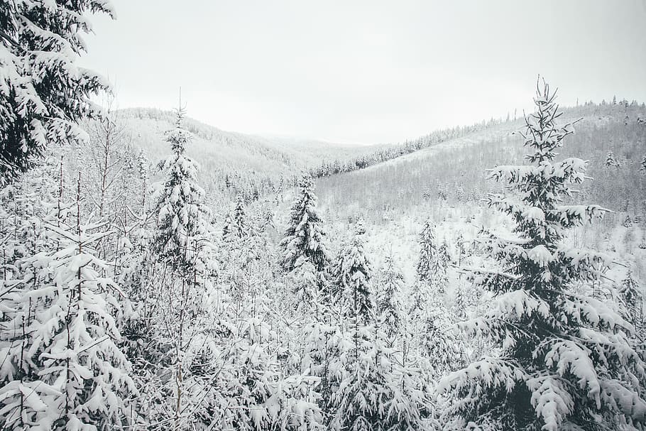 neu, cobert, pins, arbre, planta, avet, abies, conífera, naturalesa, gel, a l'aire lliure, pi, picea, gelades, paisatge, muntanya, hivern, pendent, làrix, glacera, silueta, temperatura de fred, bellesa a la natura, tranquil·litat, escena tranquil·la, terra, cap gent, escenics - natura, escena no urbana, medi ambient, cel, bosc, congelat, creixement, arbre de coníferes, arbre de fulla perenne, bosc de pi, nevar, 4K