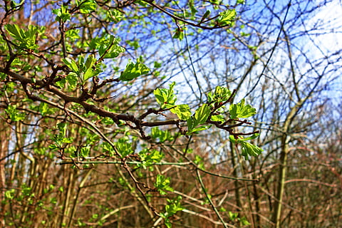 afdeling, blad, spirende, knopper, blad ud, nye blade, forårstid, plante, træ, natur, skønhed i naturen, fokus på forgrunden, vækst, grøn farve, dag, Skov, ingen mennesker, ro, udendørs, plante del, himmel, lav vinkel visning, miljø, jord, scenics - natur, forår, nåletræ, 5K, CC0, offentligt domæne, royaltyfrie