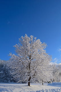 snow, tree, winter, cold, frost, nature, white, season, covered, ice, landscape, frozen, forest, natural, outdoor, blue, sky, clouds, sunlight, colorful, scenic, cold temperature, beauty in nature, plant, tranquility, tranquil scene, day, scenics - nature, land, environment, non-urban scene, field, no people, outdoors, isolated, 4K, CC0, public domain, royalty free
