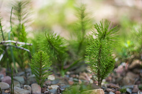 tree, trees, mini trees, mini, mini forest, forest, green, yellow, nature, natural, natural setting, details, florest, stones, lake, small plants, baby plants, plants, background, plant, growth, green color, no people, leaf, coniferous tree, beauty in nature, close-up, day, pine tree, plant part, tranquility, environment, land, focus on foreground, outdoors, tranquil scene, woodland, pine woodland, needle - plant part, fir tree, 5K, CC0, public domain, royalty free