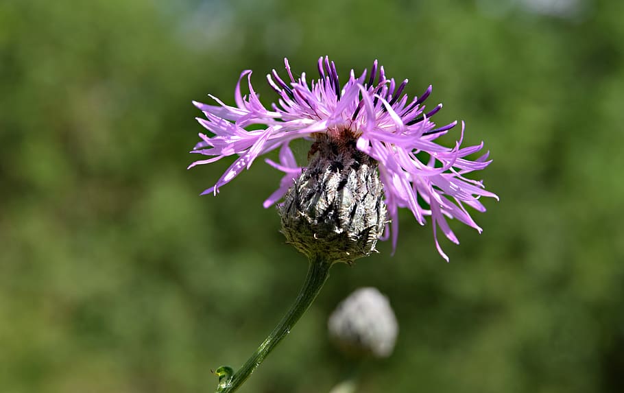 blå blomst, blomst, eng, sommer, natur, blomstring, blomstrende plante, sårbarhed, skrøbelighed, plante, skønhed i naturen, tæt på, vækst, friskhed, fokus på forgrunden, dyre temaer, blomsterhoved, lilla, dyr, dyreliv, hvirvelløse, insekt, dyr i naturen, kronblad, ingen mennesker, udendørs, bestøvning, forår, pollen, 5K
