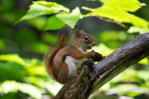 marrón, ardilla, comiendo, adorable, animal, linda, pequeño, mamífero, roedor, cola, árbol, fauna silvestre, temas de animales, un animal, fauna animal, animales en la naturaleza, rama, planta, centrarse en primer plano, vertebrado, naturaleza, nadie, día, de cerca, al aire libre, vista lateral, vista de perfil, bigotes, 4K, CC0, dominio público, libre de derechos