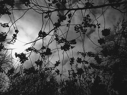 simples, mínimo, mono, blacandwhite, bw, Dom, plantar, árvore, crescimento, ramo, natureza, ninguém, céu, visão de baixo ângulo, beleza na natureza, dia, flor, frescura, planta com flores, ao ar livre, parte da planta, tranquilidade, nuvem - céu, folha, silhueta, crepúsculo, 1080P, CC0, domínio público, royalty free