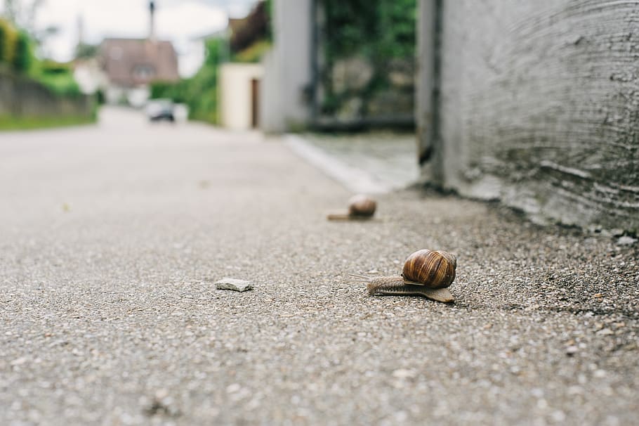 Alemanya, ehingen, carrera, persistència, correr, cursa de carrer, carrer, cargol, shell, gasteròpode, mol·lusc, animal, fauna animal, dia, temes d'animals, closca d’animals, invertebrat, ciutat, arquitectura, enfocament selectiu, primer pla, cap gent, nou, un animal, a l'aire lliure, exterior de l'edifici, rastreig, nivell superficial, 4K