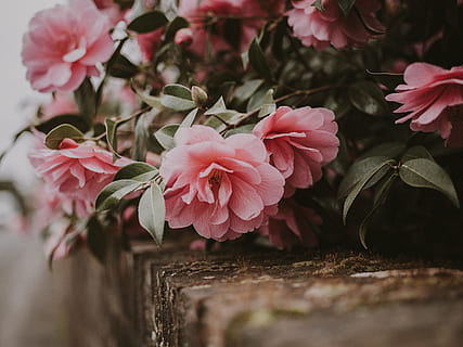 pink cluster blomster, blomstrende plante, blomst, plante, skønhed i naturen, friskhed, skrøbelighed, lyserød farve, sårbarhed, kronblad, tæt på, ingen mennesker, vækst, blomsterhoved, natur, blomsterstand, selektiv fokusering, blad, plante del, udendørs, dag, 8K, CC0, offentligt domæne, royaltyfrie