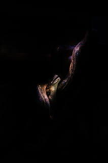 serpent brun, thèmes animaux, animal, un animal, fond noir, mammifère, partie du corps de l'animal, la faune des animaux, à l'intérieur, personne, vertébré, prise de vue en studio, tête d'animal, animaux à l'état sauvage, fermer, foncé, espace de copie, animaux en captivité, portrait, bouche ouverte, bouche, bouche d'animal, agression, vue de profil, 5K, CC0, domaine public, libre de droits