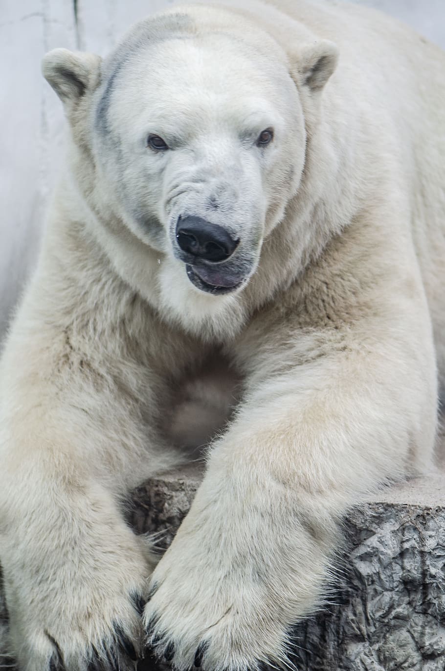 orso bianco, orso, animale, orso polare, mammifero, natura, cane, animale domestico, canino, gatto, zoo, bianca, faccia strana, divertente, viso, pelliccia, Guarda, zampe, cibo, mangiare, addormentato, temi animali, un animale, vertebrato, ritratto, animali allo stato selvatico, fauna selvatica, guardando la fotocamera, avvicinamento, nessuno, giorno, parte del corpo animale, all'aperto, vista frontale, temperatura fredda, testa di animale, bocca aperta, 4K