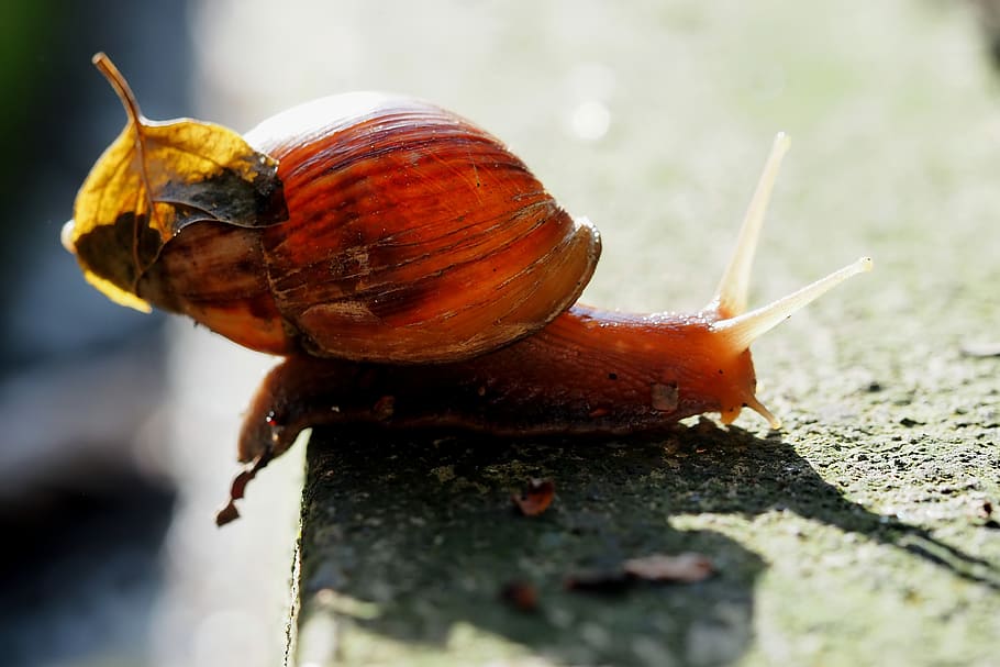 caracol, pequeña, cáscara, emocionante, vertebrado, de cerca, invertebrado, temas de animales, animales en la naturaleza, fauna animal, animal, molusco, gasterópodo, un animal, caparazón de animal, centrarse en primer plano, nadie, día, naturaleza, antena animal, parte del cuerpo del animal, rojo, insecto, al aire libre, arrastrándose, 4K