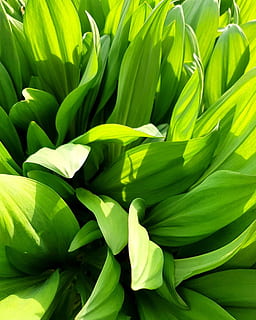planta, ramsons, verd, florir, naturalesa, primavera, macro, estiu, flora, botànica, herba, fulles, jardí, paisatge, temporada, color verd, marc complet, full, primer pla, part de la planta, fons, creixement, cap gent, frescor, bellesa a la natura, dia, vulnerabilitat, fragilitat, a l'aire lliure, flor, pètal, planta amb flors, llum solar, cap de flor, 2K, CC0, domini públic, lliure de regalies
