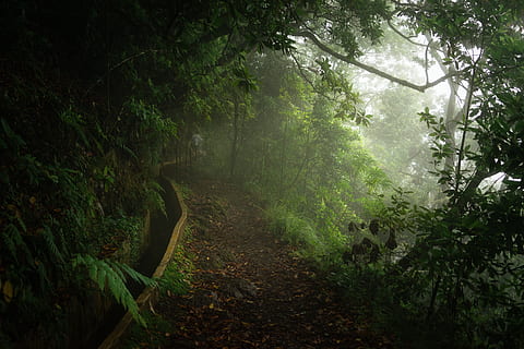 grüne Bäume, Wald, Natur, Pflanze, Straße, Kies, Schotterstraße, Urwald, Baum, Vegetation, Land, draußen, Flora, Pfad, Ribeiro Frio, Portugal, Regenwald, Weg, Grün, Nebel, Ruhe, Richtung, Wachstum, keine Leute, ruhige Szene, der Weg nach vorn, Schönheit in der Natur, grüne Farbe, Nicht-städtische Szene, Fernbedienung, Schmutz, Tag, Ast, 5K, CC0, gemeinfrei, lizenzfrei