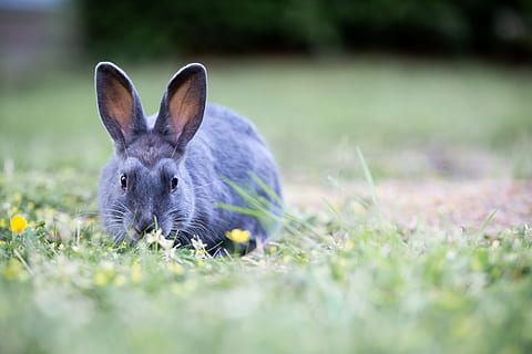 bunny, rabbit, grass, easter, cute, furry, brown, wild, fur, meadow, ears, green, animal, wildlife, outdoors, spring, daisies, yellow, shallow depth of field, plant, mammal, one animal, selective focus, animal themes, field, rabbit - animal, nature, land, flower, day, portrait, no people, flowering plant, animal wildlife, beauty in nature, domestic animals, springtime, animal ear, animal head, 4K, CC0, public domain, royalty free