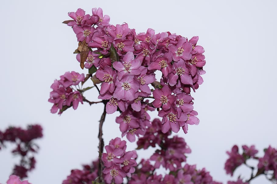 exappiah, flor, planta amb flors, frescor, planta, fragilitat, vulnerabilitat, bellesa a la natura, creixement, color rosa, naturalesa, primer pla, primavera, arbre, cel, branca, pètal, cap gent, vista d’angle baix, cel clar, porpra, cap de flor, a l'aire lliure, Ram de flors, flor de cirerer, lila, cirerer, 5K