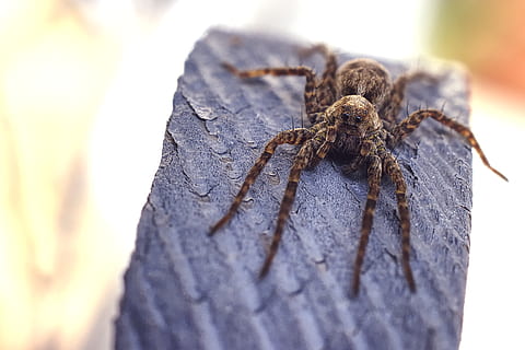 aranha marrom, animais selvagens, animal, fechar-se, aracnídeo, animais em estado selvagem, invertebrado, um animal, temas animais, inseto, aranha, artrópode, foco seletivo, ninguém, dia, madeira - material, tronco de árvore, natureza, ao ar livre, tronco, árvore, perna de animal, 4K, CC0, domínio público, royalty free