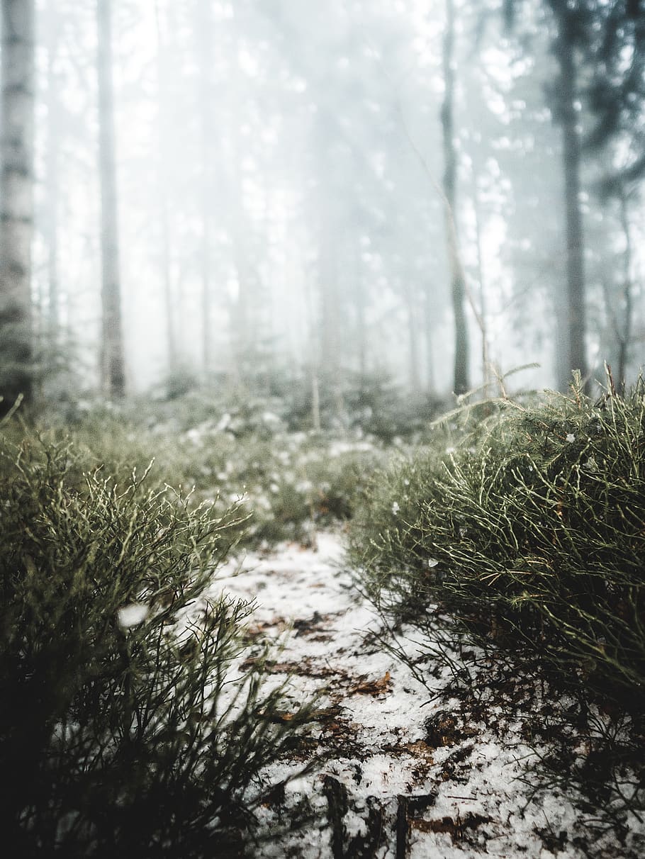 verde, piante, alberi, freddo, luce del giorno, giorno, ambiente, flora, nebbia, nebbioso, foresta, sibilo, brina, gelido, tempo gelido, congelato, erba, ghiaccio, ghiacciato, paesaggio, natura, scena, panoramico, la neve, nevoso, rami d'albero, tempo metereologico, inverno, boschi, pianta, albero, terra, crescita, la tranquillità, bellezza nella natura, bosco, scena tranquilla, nessuno, temperatura fredda, scena non urbana, all'aperto, colore verde, tronco d'albero, pista, 4K
