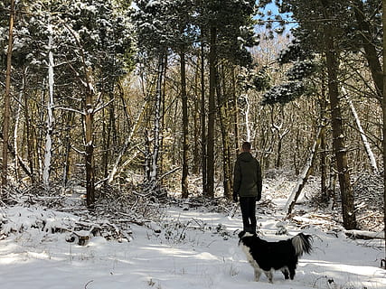Niederlande, Ballum, erforschen, erkunden, schneit, Schnee, Hund und Mensch, Hunde, Waldschnee, Wald, Baum, ein Tier, Eckzahn, Haustiere, Säugetier, Hund, inländisch, Tierthemen, Tier, Winter, Pflanze, Land, eine Person, in voller Länge, Wirbeltier, echte Menschen, draußen, Haustierbesitzer, reife Männer, warme Kleidung, 1080P, CC0, gemeinfrei, lizenzfrei