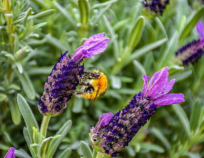 bumblebee, bee, worker, busy, insect, flowers, lavender, spanish, honeybee, pollen, nature, spring, summer, beekeeping, green, garden, greenery, flora, botany, floral, botanic, petals, bloom, blossom, orange, flower, animal themes, flowering plant, animals in the wild, animal wildlife, one animal, animal, plant, beauty in nature, invertebrate, fragility, petal, flower head, vulnerability, growth, close-up, freshness, purple, pollination, no people, 5K, CC0, public domain, royalty free