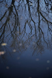 boom, takken, water, reflectie, winter, zwevende bladeren, blauwe lucht, blauw water, fabriek, tak, geen mensen, kalmte, kale boom, natuur, hemel, schoonheid in de natuur, scenics - natuur, nacht, silhouet, rustige scène, buitenshuis, schemer, mysterie, 5K, CC0, publiek domein, royaltyvrij