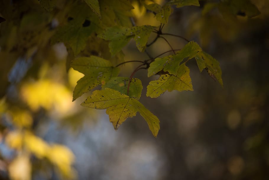 arbres, naturalesa, arbres d’art, fulles d'auró, maple, colors de la tardor, caure, tardor, full, part de la planta, planta, creixement, cap gent, centrar-se en primer pla, primer pla, arbre, bellesa a la natura, dia, enfocament selectiu, fulles, fulla d'auró, a l'aire lliure, canvi, tranquil·litat, branca, vena de la fulla, condició natural, col·lecció de tardor, 5K