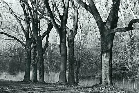 árbol, el maletero, rama, enredo, parque, arboles de invierno, fila, paisaje, tronco de arbol, planta, árbol desnudo, naturaleza, tierra, nadie, tranquilidad, día, bosque, belleza en la naturaleza, crecimiento, escena tranquila, escena no urbana, al aire libre, campo, paisajes - naturaleza, 4K, CC0, dominio público, libre de derechos