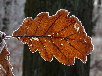 ark, makro, glasur, vinter, natur, Skov, kold, tæt på, fokus på forgrunden, kold temperatur, plante del, blad, plante, dag, sne, is, ingen mennesker, efterår, Frosset, træ, orange farve, skønhed i naturen, lave om, frost, udendørs, blade, naturlig tilstand, nåletræ, 5K, CC0, offentligt domæne, royaltyfrie