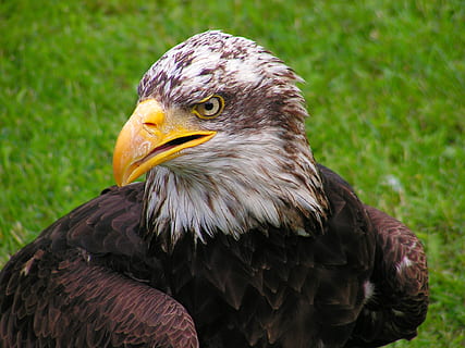 Ondiep, focus, adelaar, vogel, dierlijke thema's, roofvogel, gewerveld, dier, dieren in het wild, één dier, dierenleven, adelaar - vogel, focus op de voorgrond, detailopname, bek, geen mensen, dag, wegkijken, natuur, zeearend, op zoek, buitenshuis, dierenkop, dierlijk oog, 1080P, CC0, publiek domein, royaltyvrij