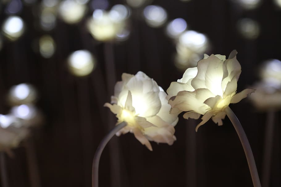 rosa, il·luminació, llum, nit, flors, elèctric, festival de llum, festival de llums, festivals lleugers, llums, flor, planta amb flors, bellesa a la natura, planta, vulnerabilitat, frescor, fragilitat, primer pla, centrar-se en primer pla, pètal, creixement, inflorescència, Color blanc, cap de flor, naturalesa, cap gent, il·luminat, tija de la planta, a l'aire lliure, 5K