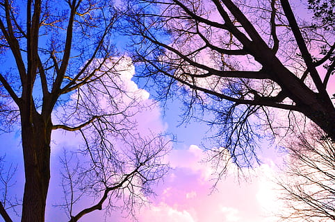 albero, tronco, ramo, albero nudo, albero d'inverno, silhouette, sagoma dell'albero, nuvole, cieli, cieli blu, nuvole rosa, cieli da favola, Inquadratura dal basso, cielo, pianta, bellezza nella natura, natura, la tranquillità, tronco d'albero, nessuno, nuvola - cielo, crescita, all'aperto, colore rosa, scenics - natura, scena tranquilla, giorno, baldacchino di albero, 4K, CC0, dominio pubblico, privo di copyright