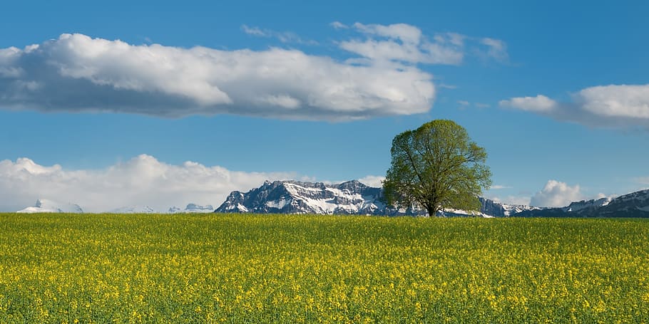 verd, fulles, arbre, camp de gespa, alpí, blau, núvols, camp, paisatge, muntanyes, colza, cel, neu, estiu, titlis, groc, planta, medi ambient, núvol - cel, bellesa a la natura, escenics - natura, terra, muntanya, naturalesa, escena tranquil·la, escena rural, flor, tranquil·litat, agricultura, planta amb flors, herba, creixement, cap gent, Serra, a l'aire lliure, primavera, 2K
