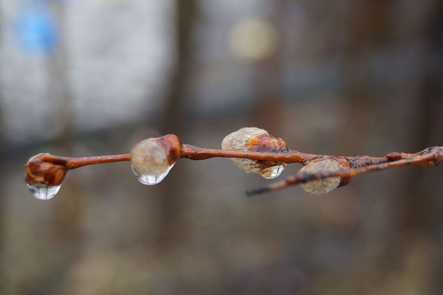 primavera, pluja, salze, branca, naturalesa, ronyó, verba, planta, macro, primer pla, centrar-se en primer pla, dia, cap gent, enfocament selectiu, a l'aire lliure, creixement, bellesa a la natura, arbre, aigua, tirar, tija de la planta, salze de cony, hivern, gota de pluja, 4K