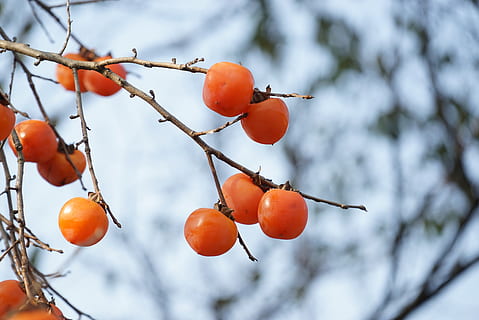 persimmon, fruit, healthy eating, food, food and drink, tree, focus on foreground, plant, orange color, freshness, growth, wellbeing, branch, no people, nature, day, close-up, twig, beauty in nature, low angle view, outdoors, ripe, rowanberry, 5K, CC0, public domain, royalty free