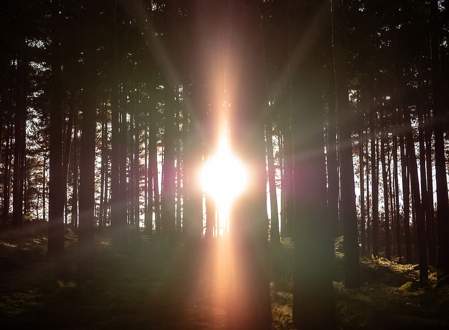 llum solar, el pas, arbres forestals, flamarada, llum, bourne woods, farnham, Regne Unit, fusta, arbre, bosc, flare de la lent, arbres, naturalesa, majestuós, ambient, silueta, sol, fusta de bourne, paisatge, posta de sol, explosió de llum, a l'aire lliure, terra, planta, raig de sol, bellesa a la natura, tranquil·litat, escenics - natura, escena tranquil·la, creixement, cap gent, tronc de l'arbre, tronc, escena no urbana, streaming, brillant, 4K