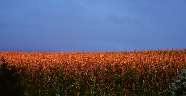 posta de sol, resplendor, blat de moro, camp de blat de moro, agricultura, estiu, camp, paisatge, cel, tardor, plantes de blat de moro, assolellat, daurat, tardor daurat, humor, romàntic, tarda, llum, naturalesa, terra, planta, cultiu, escena rural, creixement, blau, medi ambient, planta de cereals, bellesa a la natura, cap gent, escenics - natura, tranquil·litat, escena no urbana, blat de moro - cultiu, a l'aire lliure, 4K, CC0, domini públic, lliure de regalies