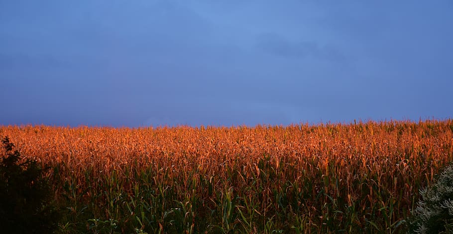 posta de sol, resplendor, blat de moro, camp de blat de moro, agricultura, estiu, camp, paisatge, cel, tardor, plantes de blat de moro, assolellat, daurat, tardor daurat, humor, romàntic, tarda, llum, naturalesa, terra, planta, cultiu, escena rural, creixement, blau, medi ambient, planta de cereals, bellesa a la natura, cap gent, escenics - natura, tranquil·litat, escena no urbana, blat de moro - cultiu, a l'aire lliure, 4K