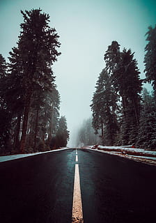 vial buit, arbre, planta, carretera, asfalt, abies, avet, manera, conífera, arbres, pluie, brouillard, neige, ruta, bosc, voiture, pi, picea, barana, direcció, el camí a seguir, transport, perspectiva decreixent, símbol, naturalesa, marcatge de carreteres, cel, cap gent, punt de fuga, marcatge, signe, carretera buida, dia, tranquil·litat, escena tranquil·la, creixement, a l'aire lliure, llarg, línia divisòria, nivell superficial, treelined, 4K, CC0, domini públic, lliure de regalies