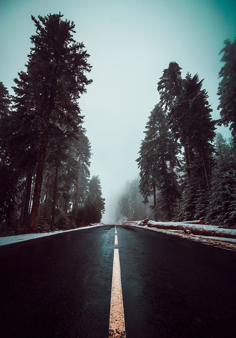 vial buit, arbre, planta, carretera, asfalt, abies, avet, manera, conífera, arbres, pluie, brouillard, neige, ruta, bosc, voiture, pi, picea, barana, direcció, el camí a seguir, transport, perspectiva decreixent, símbol, naturalesa, marcatge de carreteres, cel, cap gent, punt de fuga, marcatge, signe, carretera buida, dia, tranquil·litat, escena tranquil·la, creixement, a l'aire lliure, llarg, línia divisòria, nivell superficial, treelined, 4K