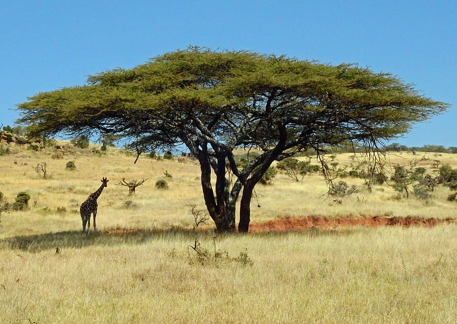 albero a foglie verdi, savana, natura, campo, all'aperto, prateria, Kenia, Isiolo, lewa tutela della fauna selvatica, giraffa, flora, pianta, albero, cespuglio, vegetazione, strada sterrata, ghiaia, strada, erba, lewa conservancy, David Clode, mammifero, temi animali, animale, fauna selvatica, paesaggio, animali allo stato selvatico, ambiente, giorno, un animale, terra, cielo, vista laterale, in piedi, vertebrato, nessuno, erbivoro, semi arido, 4K
