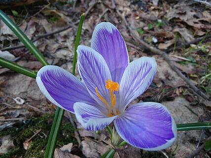 primavera, bosc, naturalesa, Pasqua, flor, planta amb flors, frescor, pètal, fragilitat, vulnerabilitat, planta, bellesa a la natura, cap de flor, inflorescència, creixement, iris, safrà, primer pla, porpra, pol·len, terra, cap gent, 2K, CC0, domini públic, lliure de regalies
