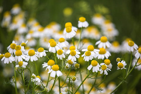 , fleur, plante à fleurs, plante, fraîcheur, beauté dans la nature, fermer, croissance, fragilité, jaune, mise au point sélective, vulnérabilité, champ, printemps, terre, Marguerite, la nature, Prairie, couleur blanche, personne, plaine, tête de fleur, en plein air, parterre de fleurs, 5K, CC0, domaine public, libre de droits