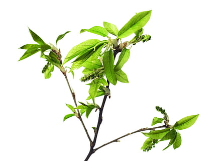 afdeling, træ, blad, grøn, hvid, plante, isolerede, blade, ny, natur, forår, Kvist, knop, spirende, blomstre, spire, stilk, tæt på, lille, spray, løv, Brun, sæson-, botanisk, voksende, burst, flor, skyde, Kirsebærtræ, vegetation, makro, sæson, flora, kirsebær, ung, have, løvet, urt, frisk, detalje, delikat, friskhed, plante del, grøn farve, hvid baggrund, studio skud, skåret ud, mad og drikke, medicin, mad, ingen mennesker, skønhed i naturen, urtemedicin, indendørs, plantestamme, 2K, CC0, offentligt domæne, royaltyfrie